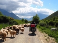 Schafe-Albanien