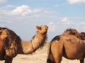Kamele-Dromedare