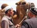 Kashgar-Viehmarkt-Kamel