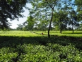 Indien-Teeplantagen