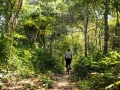 Angkor Dschungel