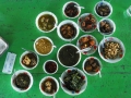 Myanmar Mittagessen