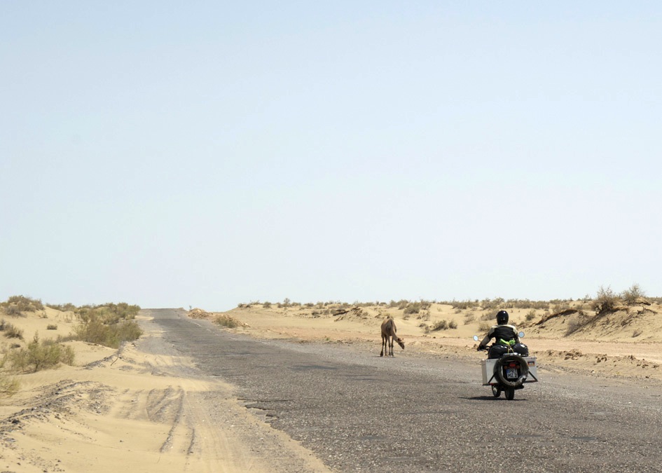 MZ und Kamel in Wüste Turkmenistan